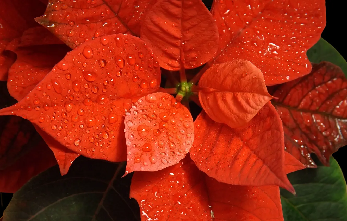 Фото обои цветок, капли, красная, рождественская звезда, Пуансетия