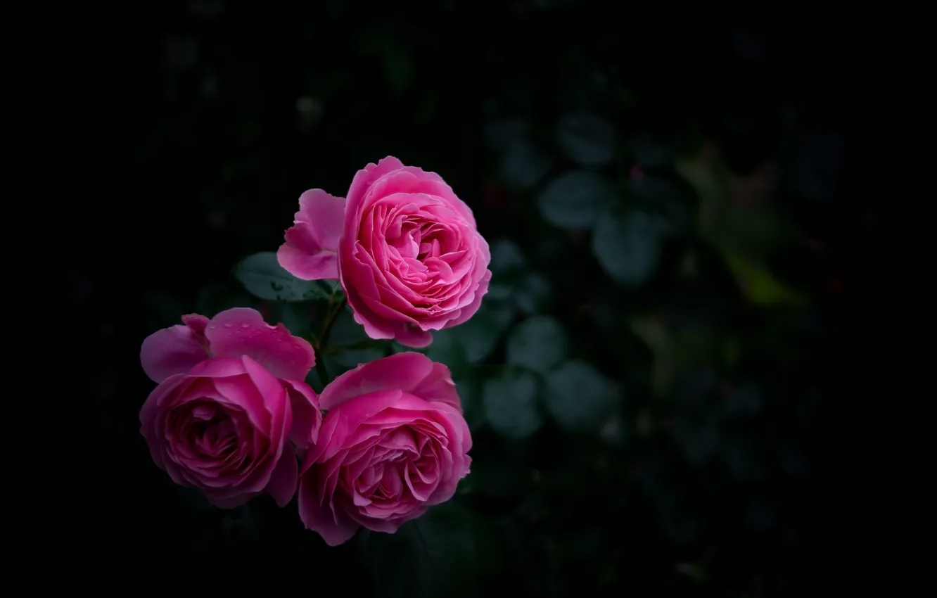 Фото обои розовый, куст, розы, сад, бутоны