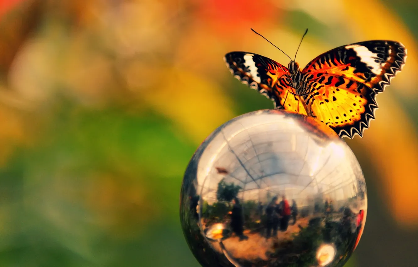 Фото обои цвета, отражение, бабочка, шар, яркость