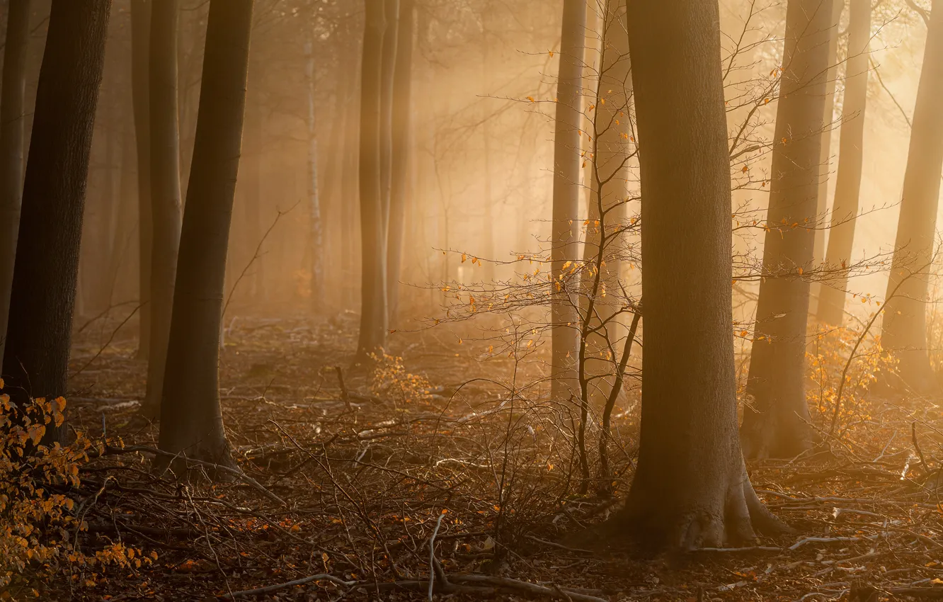 Фото обои лес, туман, утро, Approach
