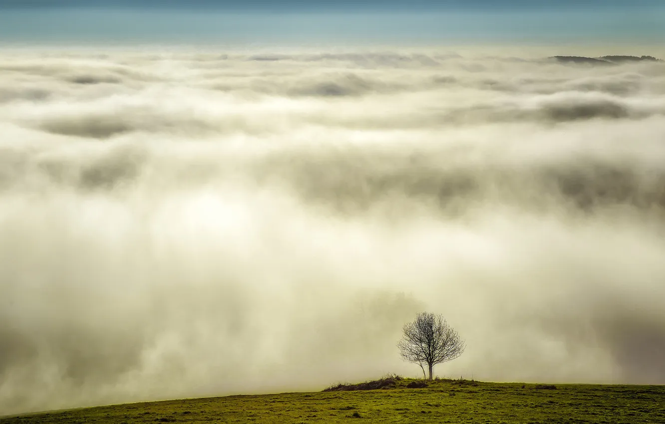 Фото обои трава, облака, туман, дерево, газон, высота, холм, крона