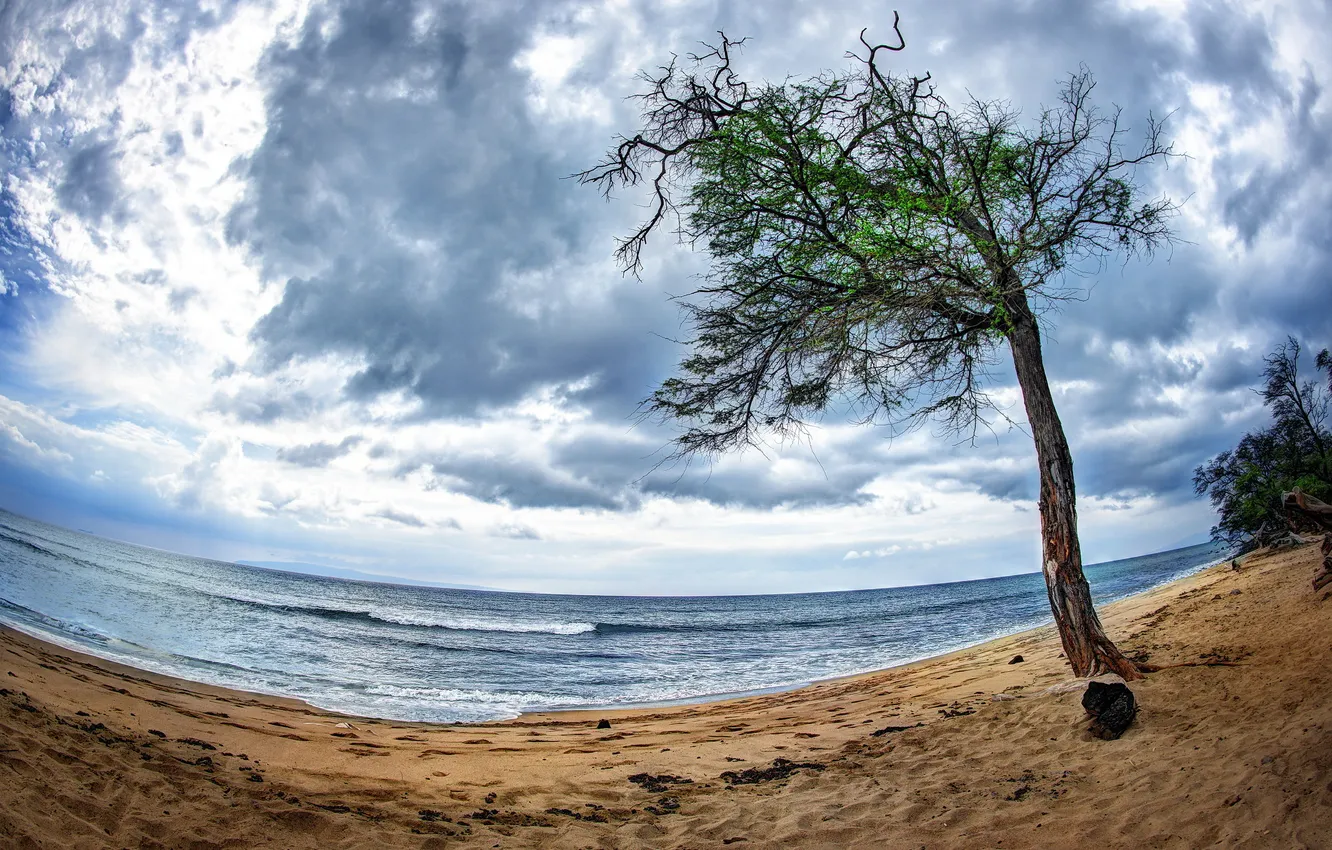 Фото обои море, пейзаж, дерево