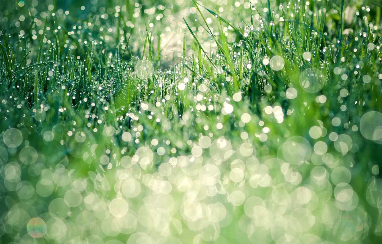 Фото обои зелень, трава, листья, вода, капли, природа, роса, газон