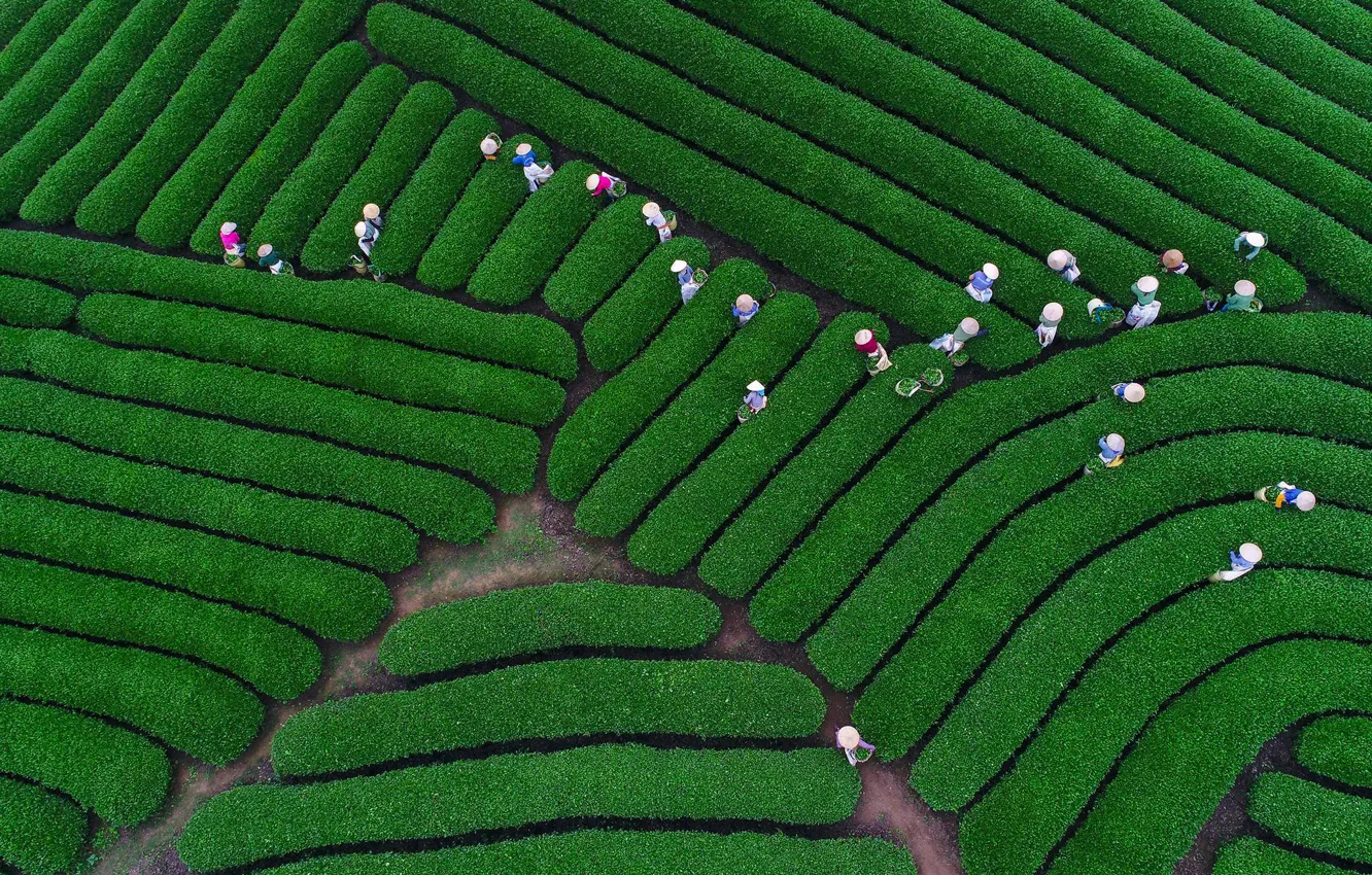 Фото обои люди, панорама, чайная плантация