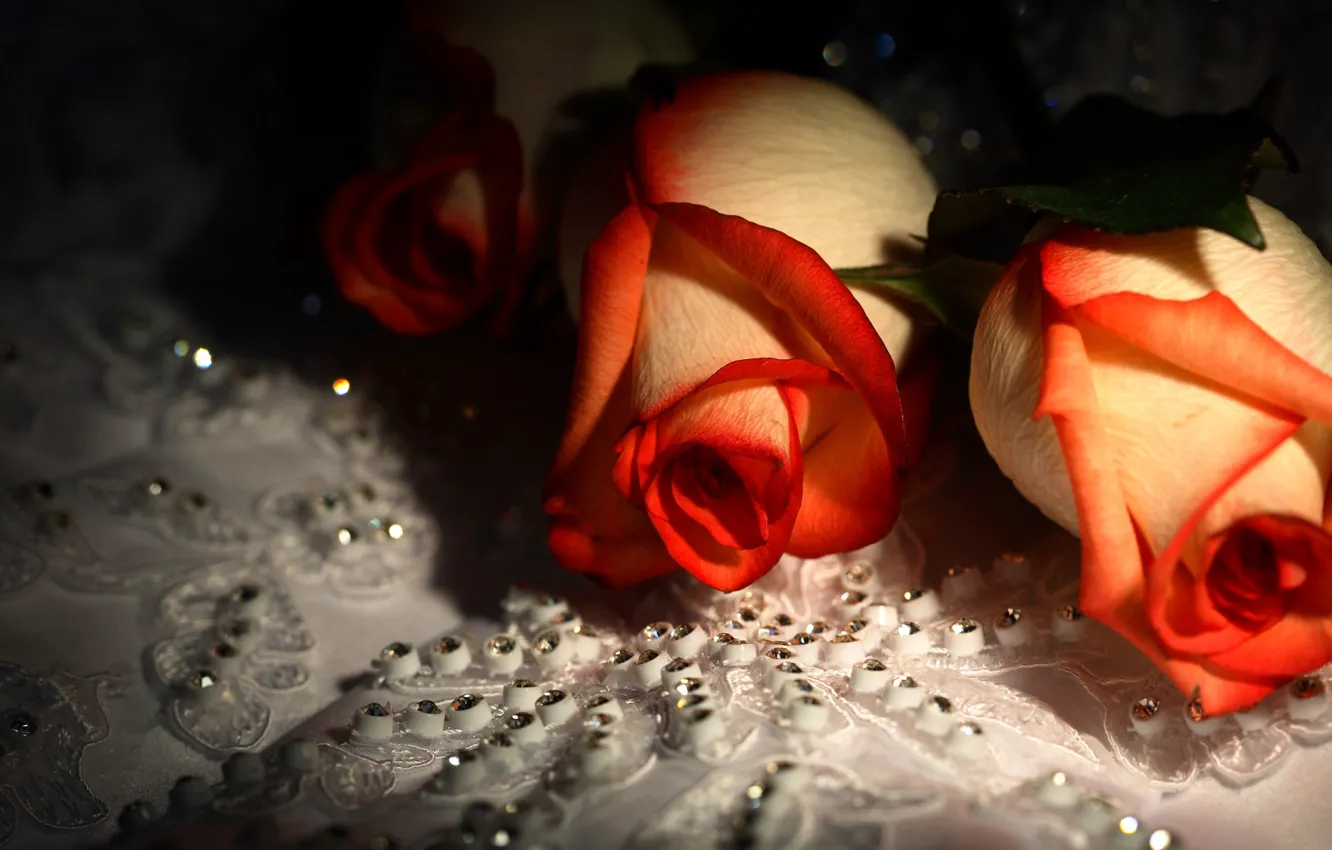 Фото обои цветы, розы, стразы, красивые