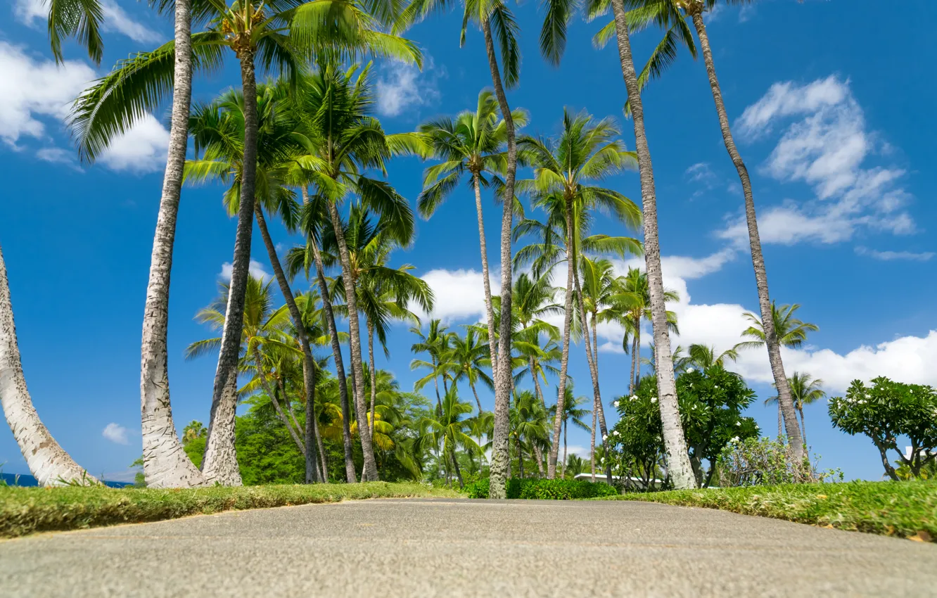 Фото обои море, небо, облака, тропики, пальмы, Гавайи, солнечно