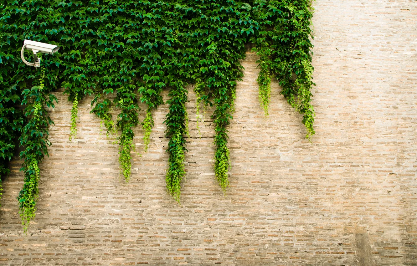 Фото обои зелень, листья, город, стена, улица, минимализм, текстура, камера