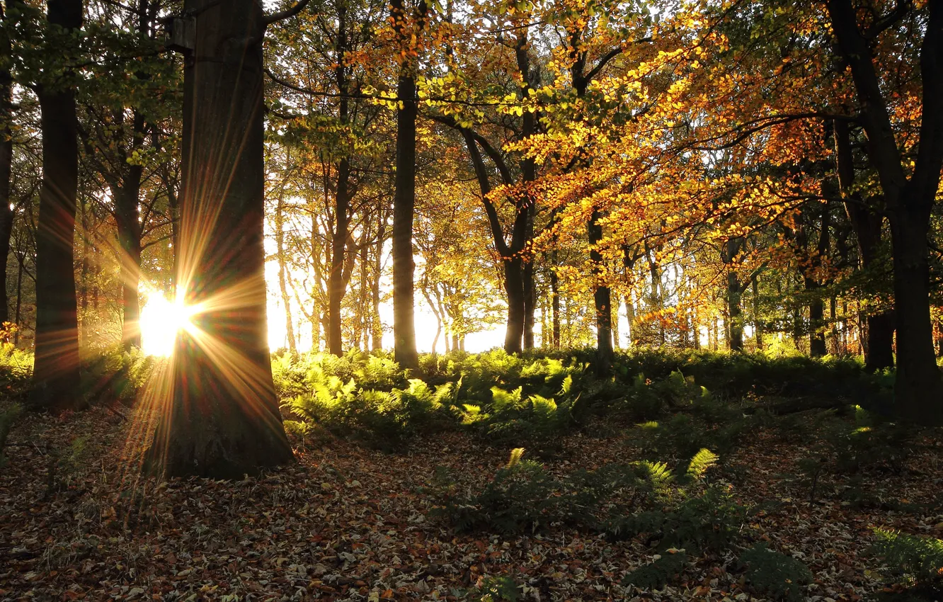 Фото обои осень, лес, солнце, лучи, деревья