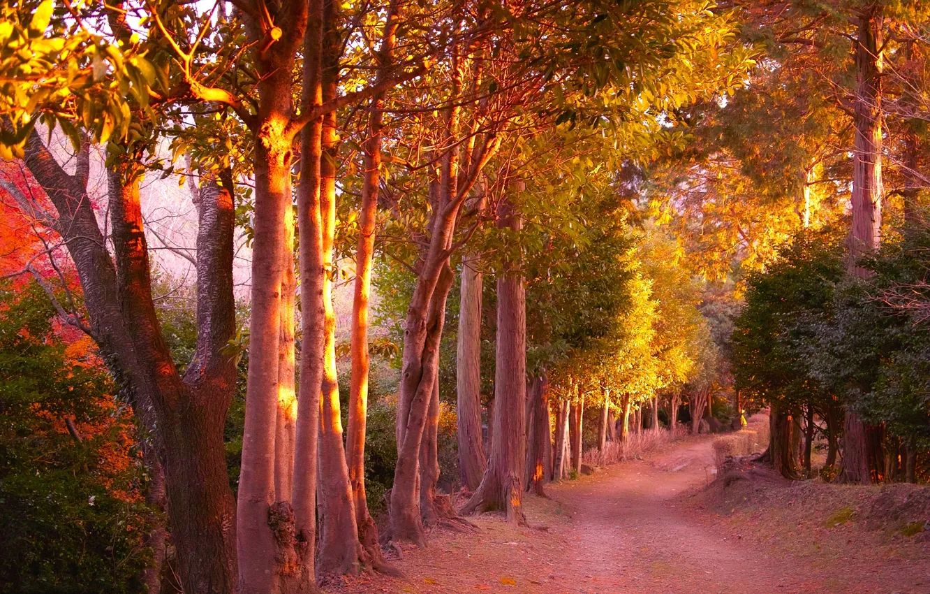 Фото обои осень, лес, листья, деревья, желтый, тропинка