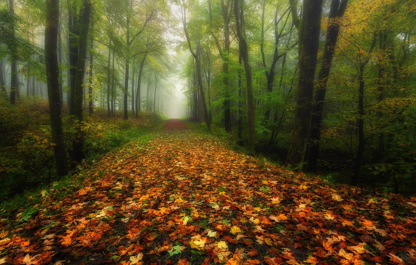 Фото обои дорога, осень, лес, листья, деревья, ветки, туман, парк