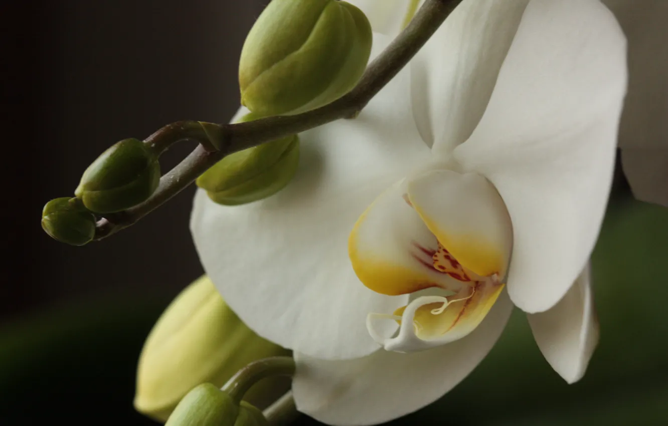 Фото обои Цветы, Орхидея, Orchid