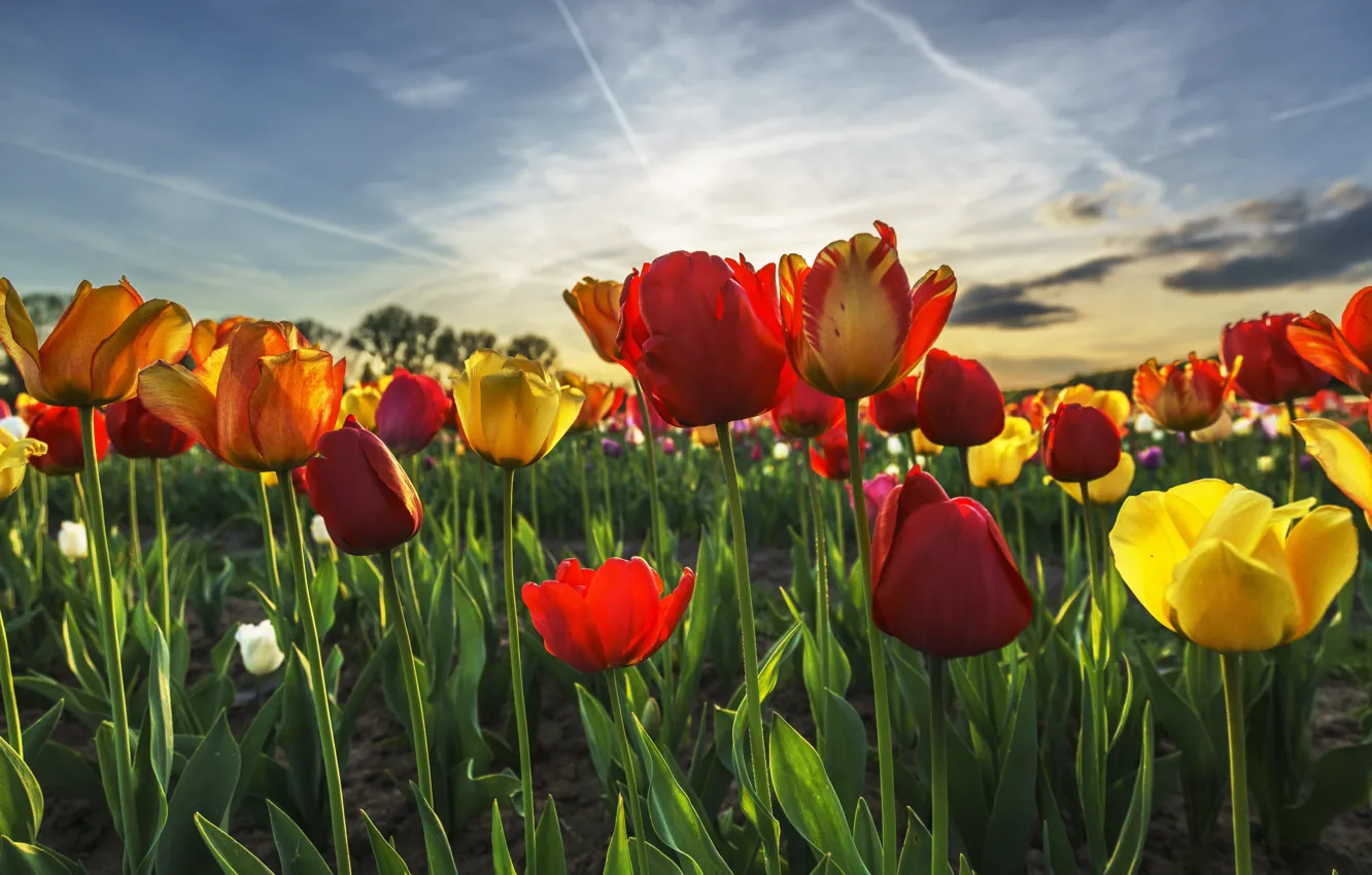 Фото обои цветы, природа, весна, тюльпаны
