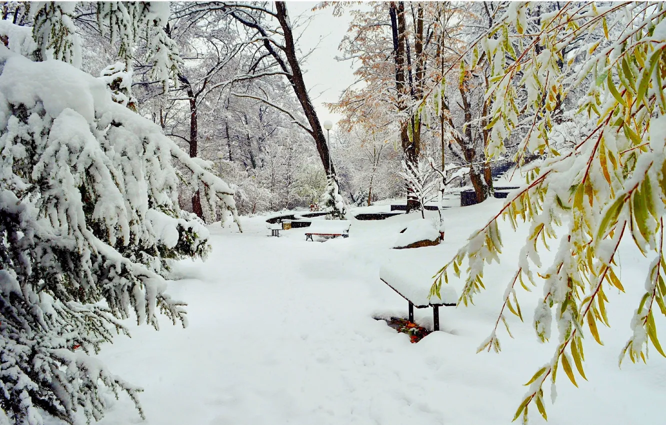Фото обои Зима, Снег, Парк, Мороз, Winter, Frost, Park, Snow
