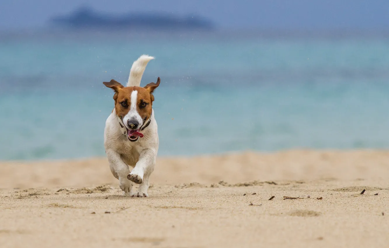 Фото обои море, пляж, собака, бег