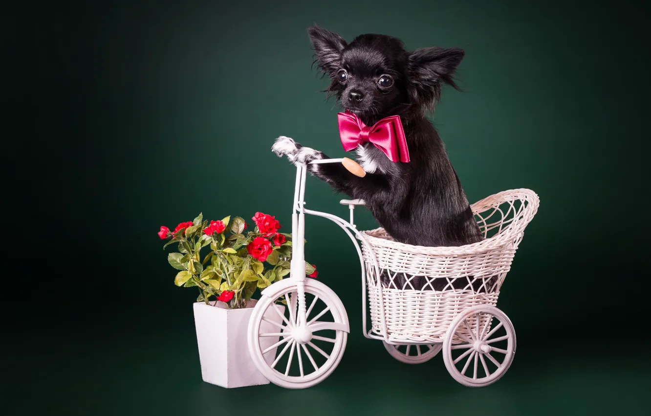 Фото обои взгляд, друг, собака