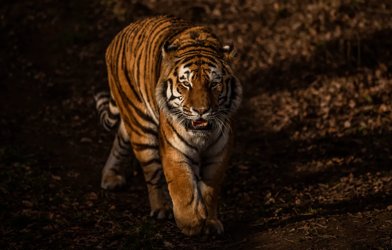 Фото обои взгляд, морда, свет, природа, тигр, темный фон, прогулка, дикая кошка
