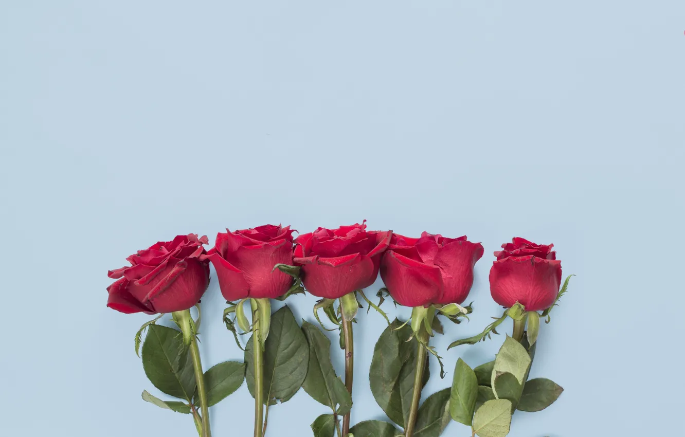 Фото обои цветы, красный, розы, рамка, red, flowers, romantic, roses