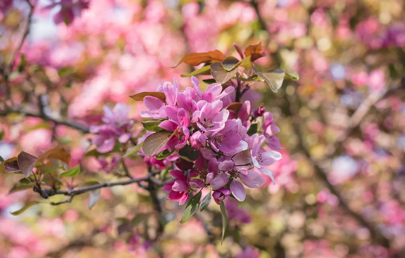 Фото обои ветка, весна, яблоня, цветение, боке