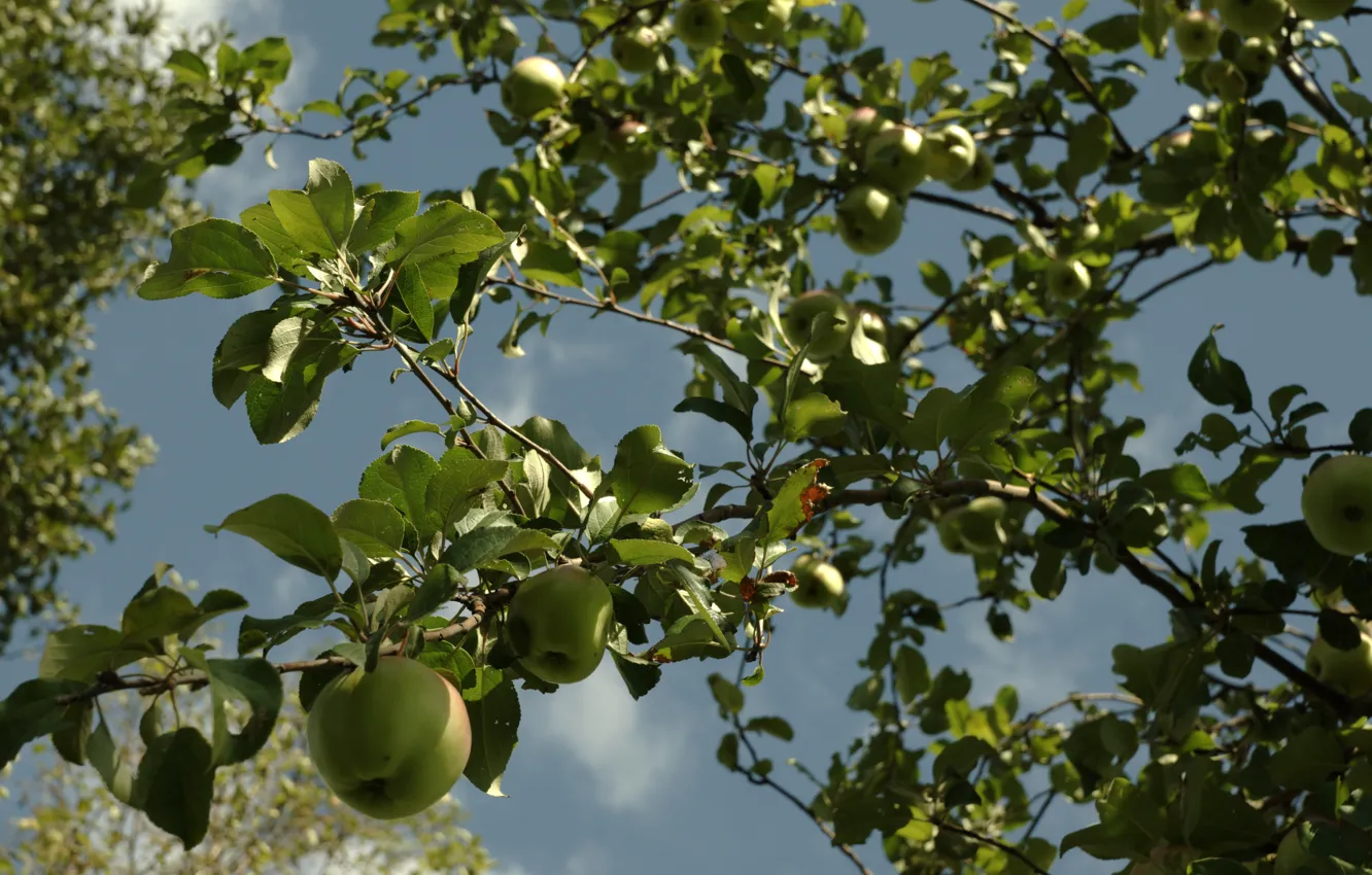 Фото обои лето, дерево, яблоки