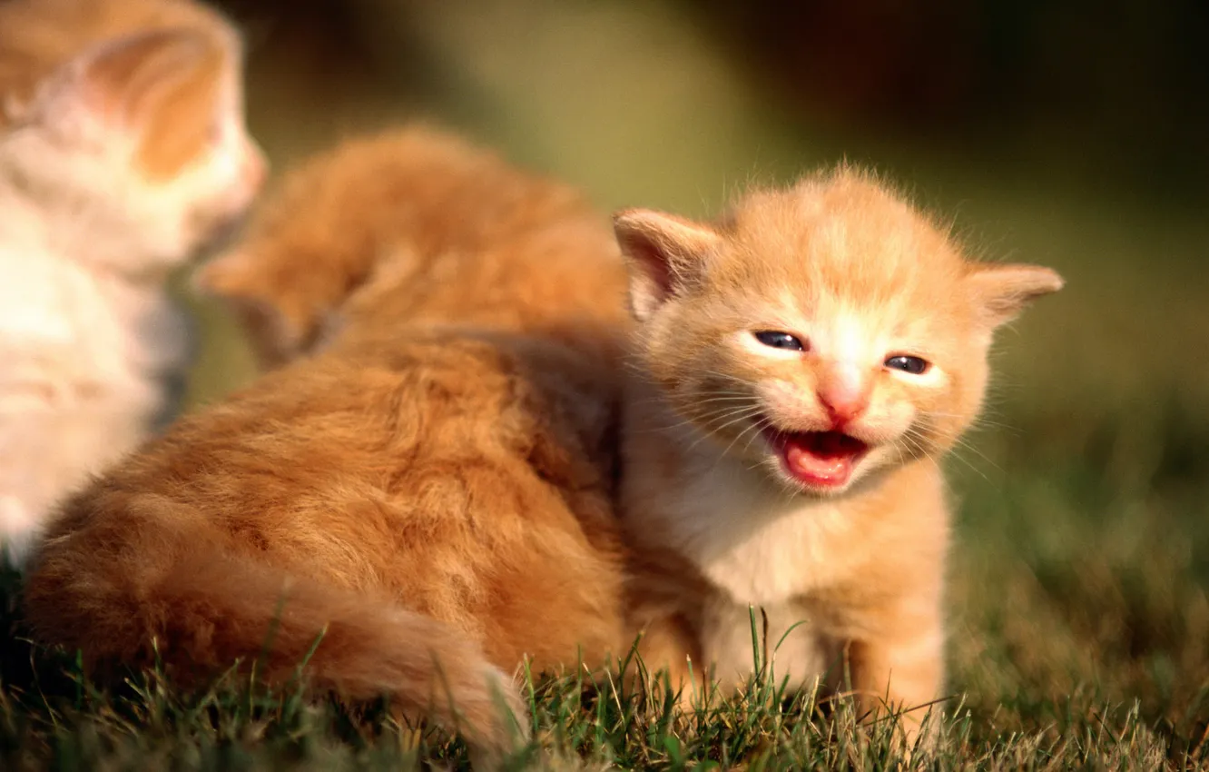 Фото обои трава, котенок, котята