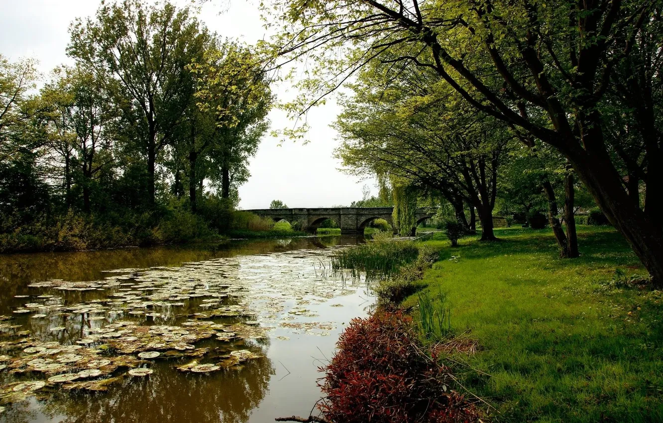 Фото обои трава, деревья, мост, природа, пруд