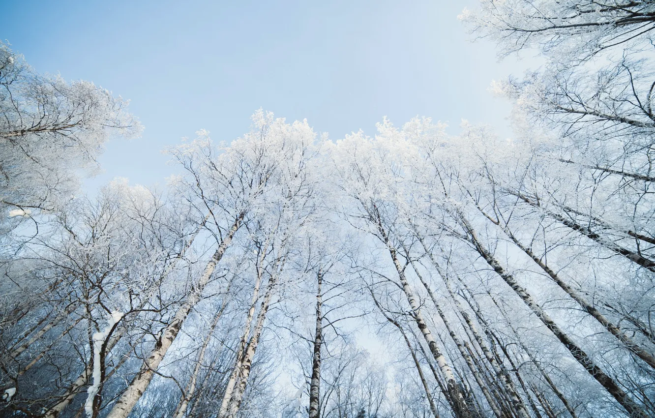 Фото обои небо, снег, природа, берёзы