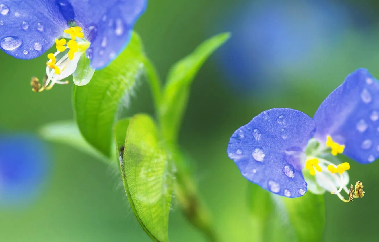 Фото обои природа, оазис, Цветик-семицветик