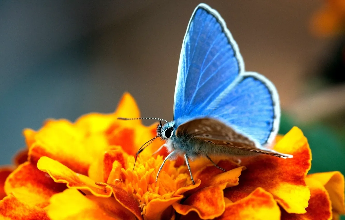Фото обои цветок, желтый, бабочка, крылья, голубые