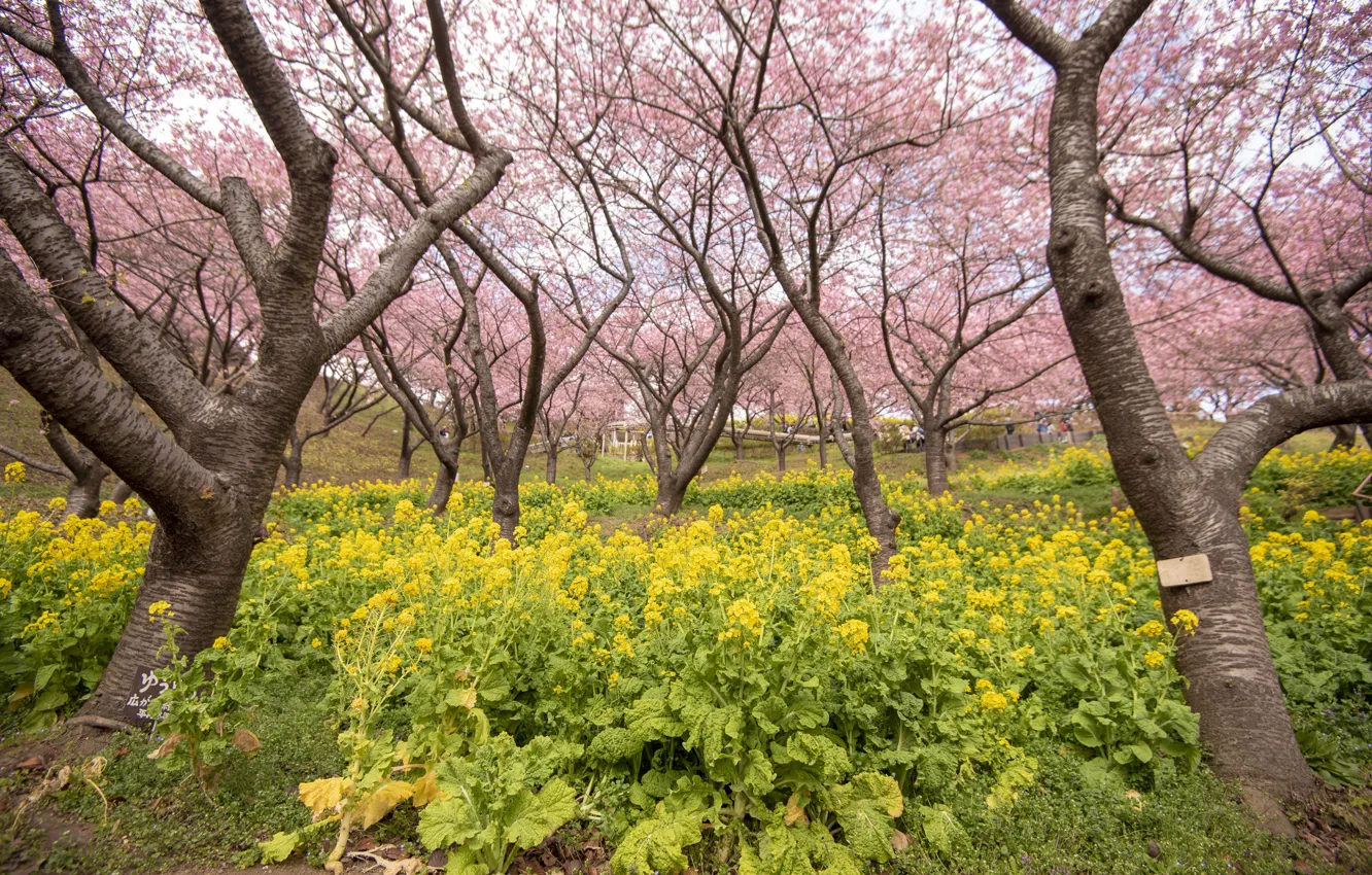Фото обои деревья, цветы, парк, весна, сакура, цветение, pink, blossom
