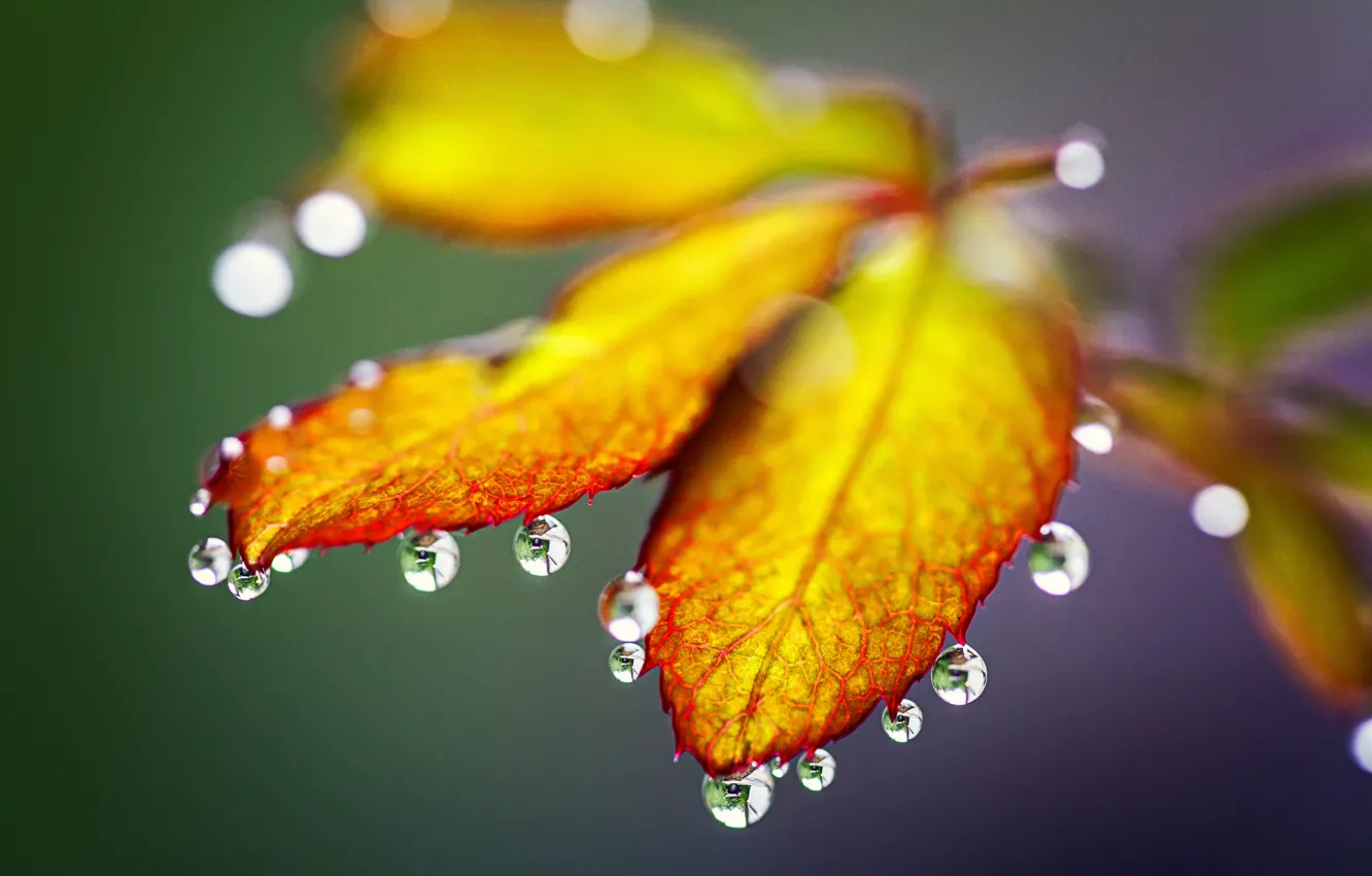 Фото обои осень, листья, капли, природа, дождь, rain, nature, autumn
