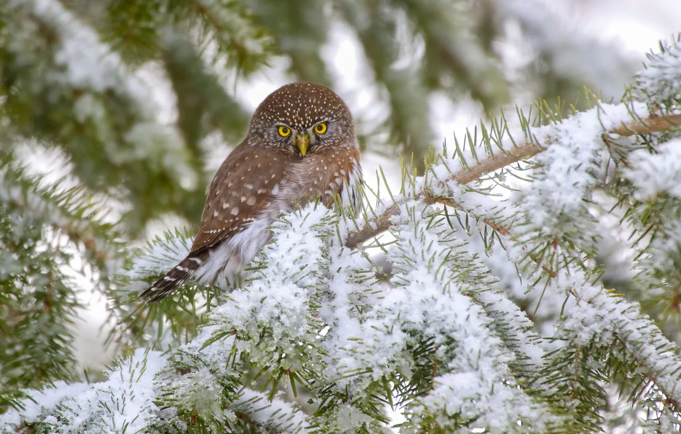 Фото обои снег, ветки, сова, птица, Воробьиный сыч, Калифорнийский воробьиный сыч-гном