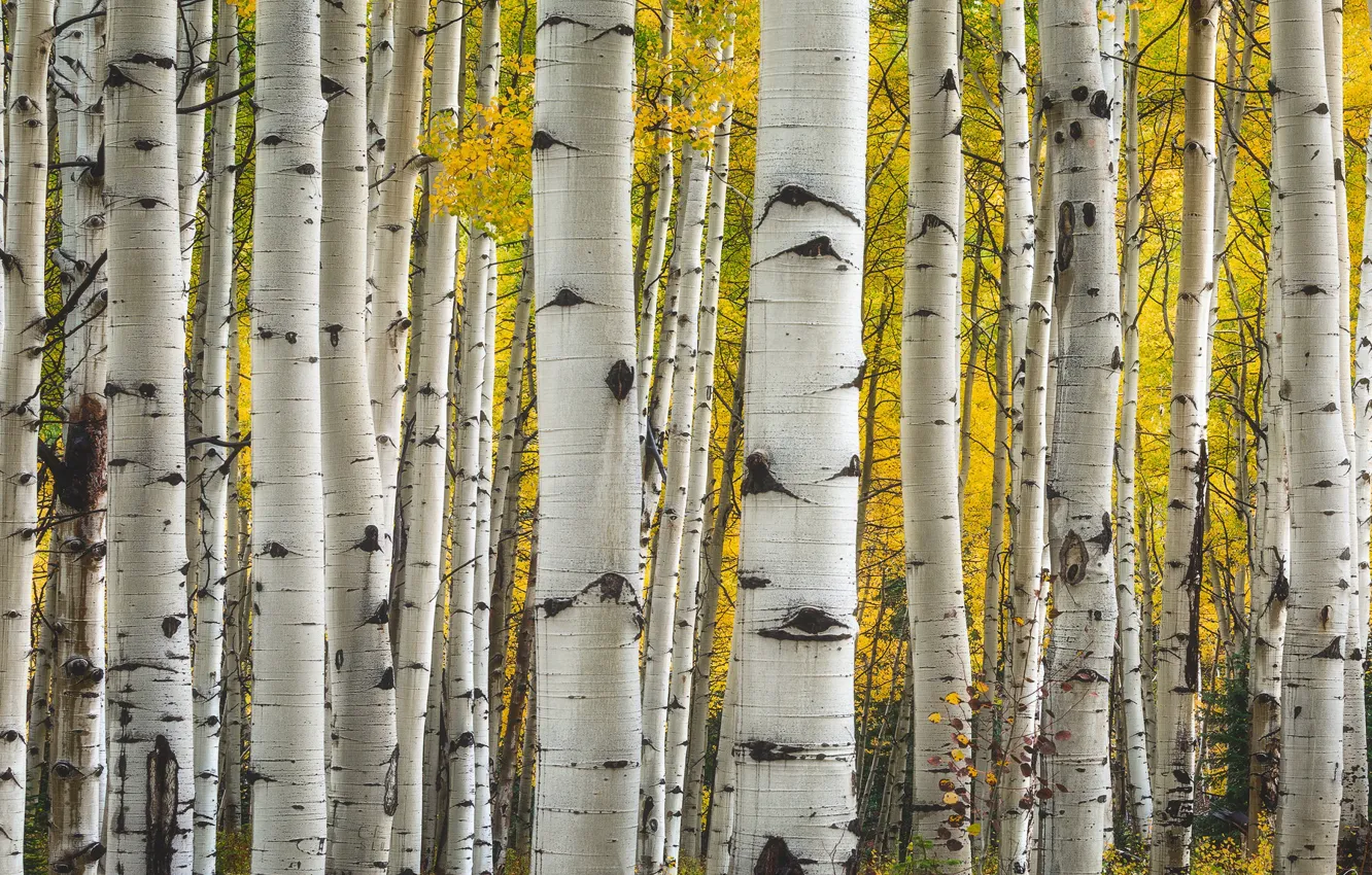 Фото обои деревья, Колорадо, США, осина