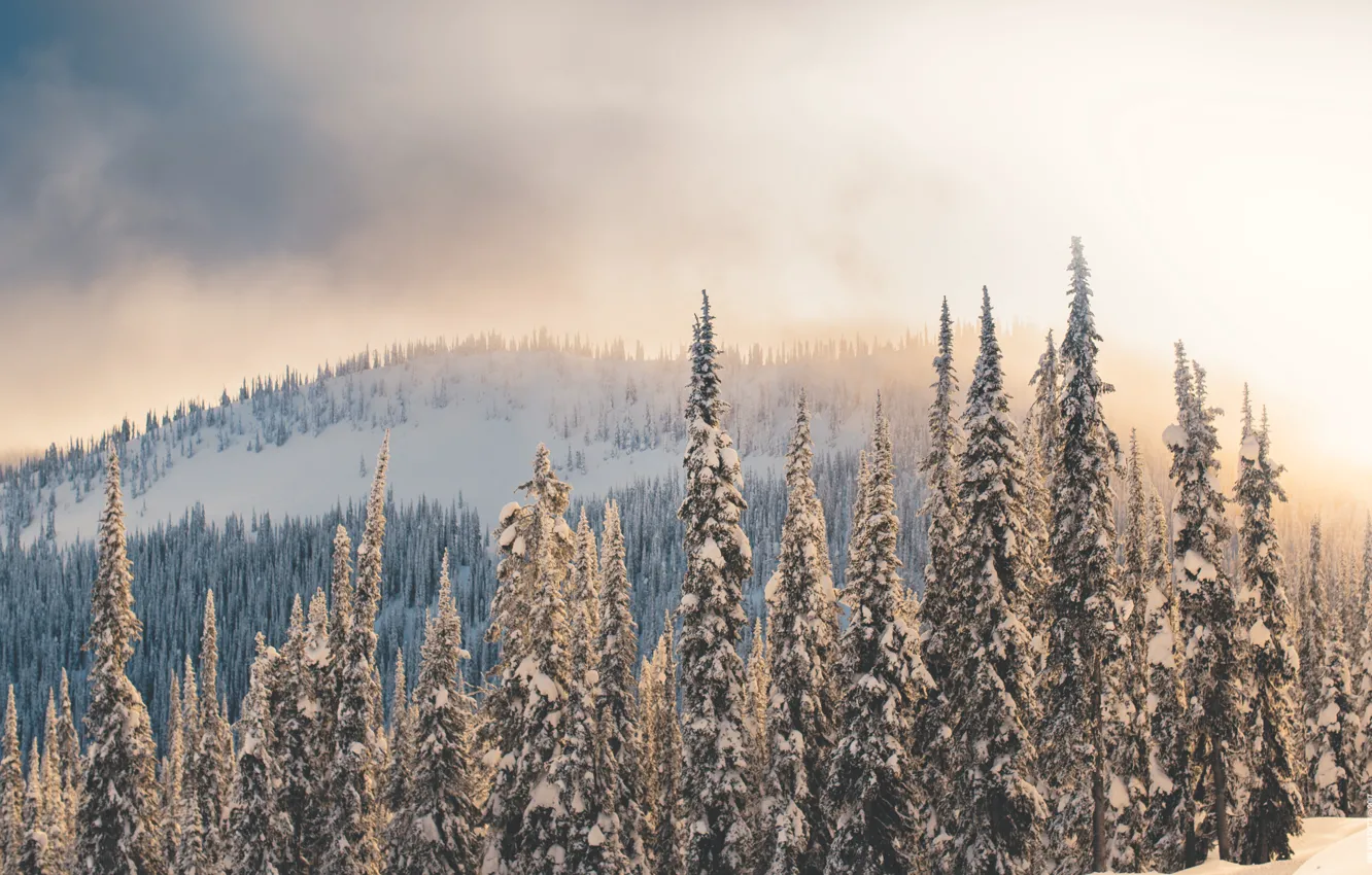 Фото обои зима, лес, свет, снег, деревья, горы, туман, ели