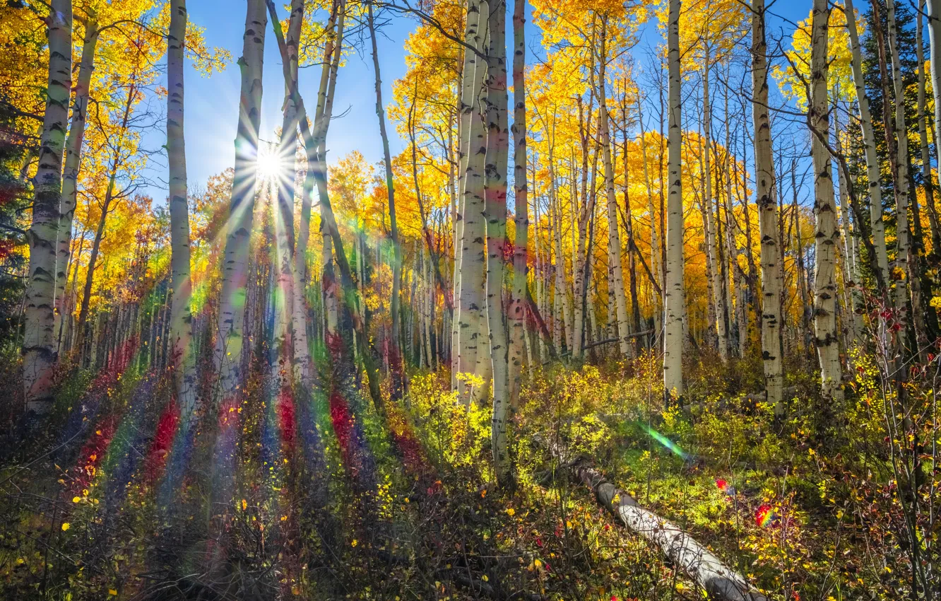 Фото обои осень, лес, солнце, лучи, деревья, синева