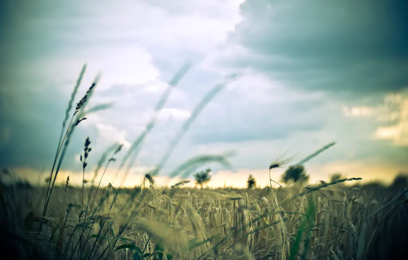 Фото обои пшеница, поле, небо, макро, фон, widescreen, обои, рожь
