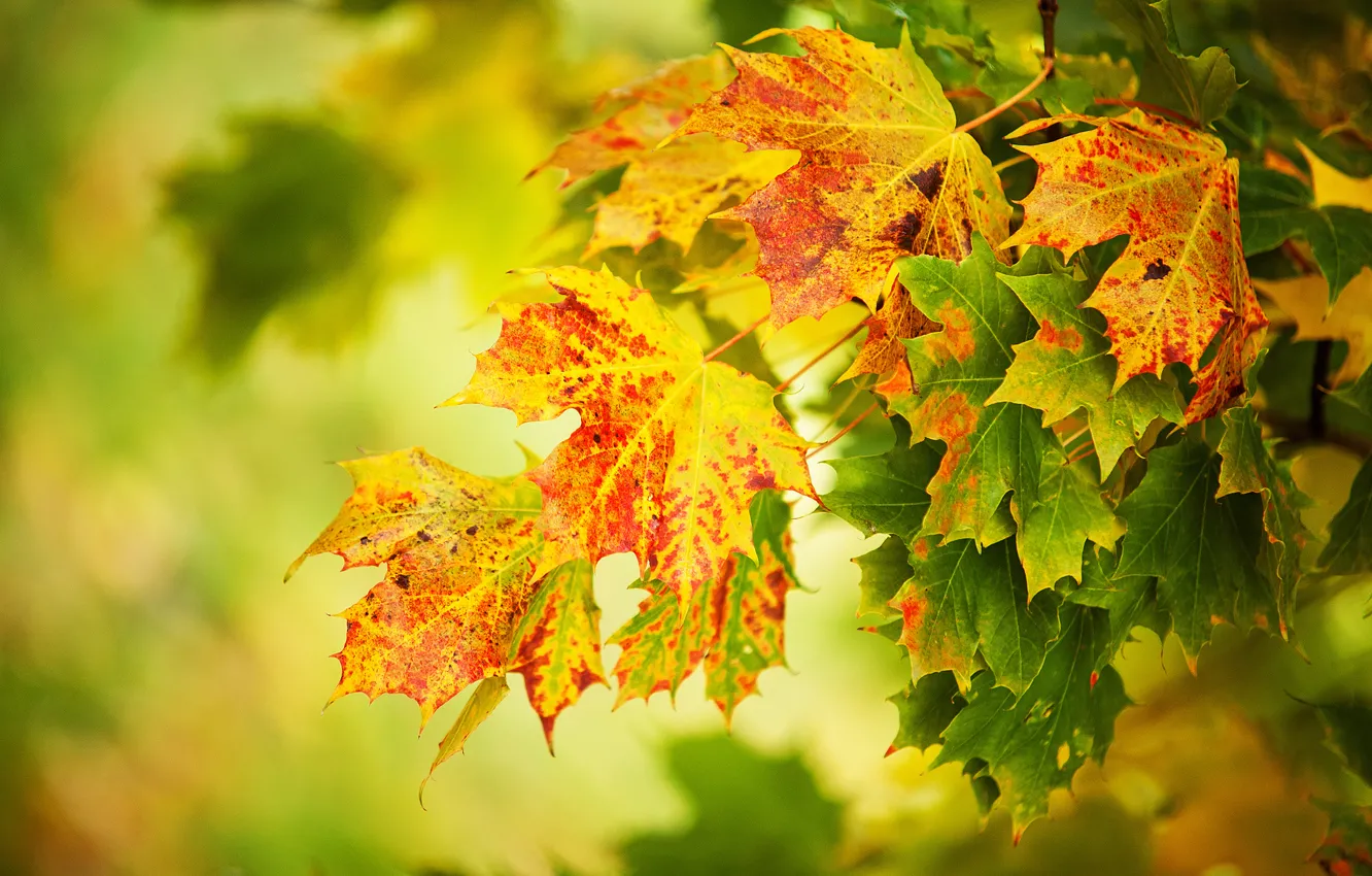 Фото обои осень, листья, макро, жёлтые