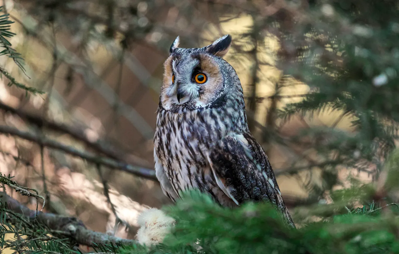 Фото обои ветки, птица, ель, bird, добыча, fir-tree, ушастая сова, long-eared owl