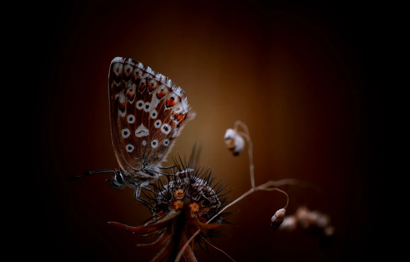 Фото обои бабочка, растение, боке