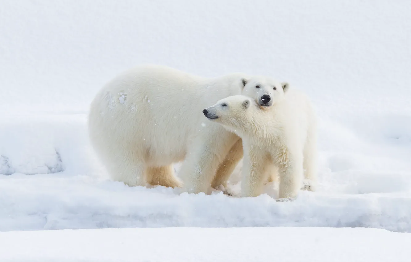 Фото обои зима, белый, взгляд, снег, природа, поза, малыш, медведь