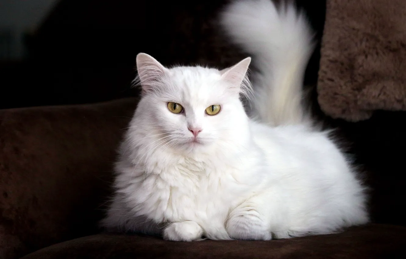 Фото обои cat, Angora Cat, Turkish Cat