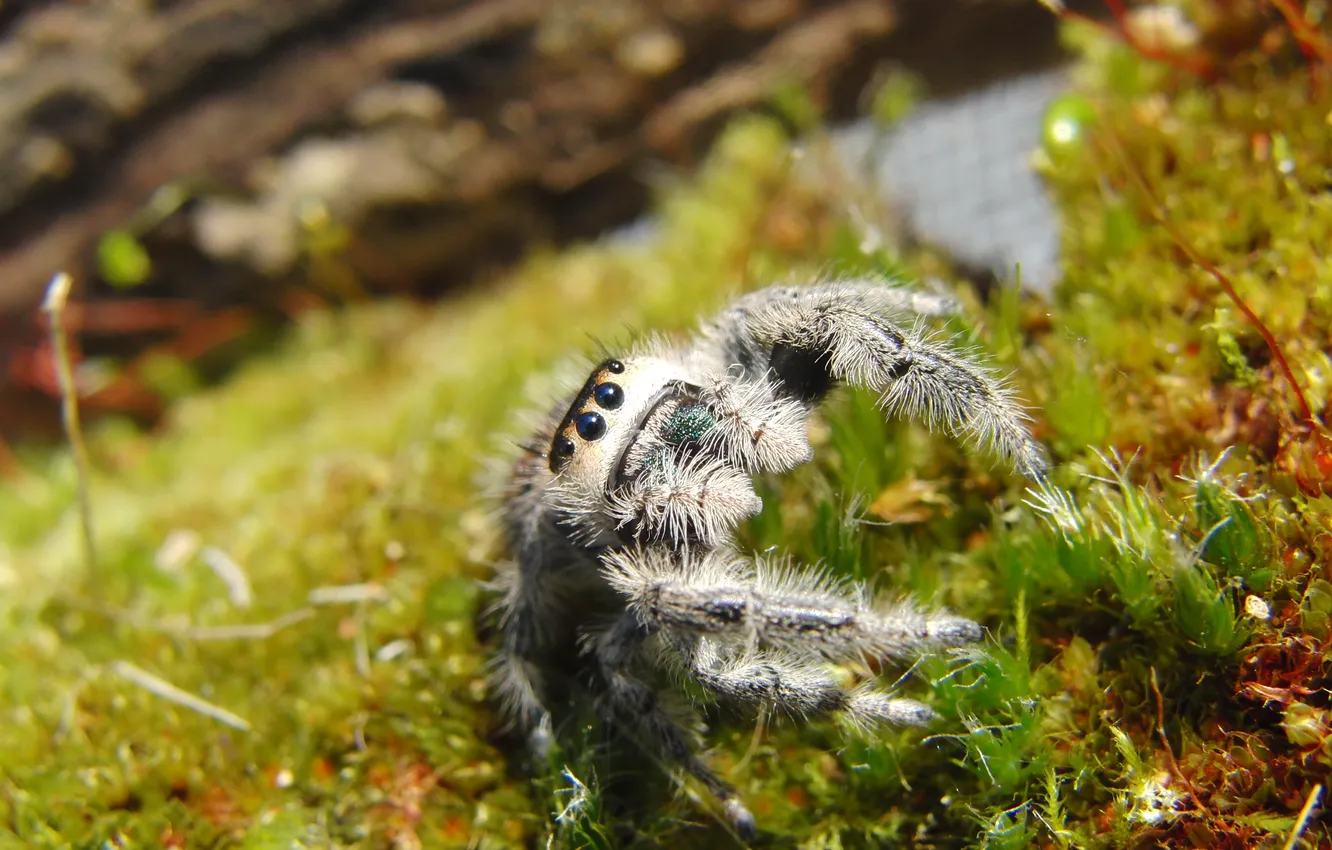 Фото обои трава, глаза, паук, смотрит, паучок