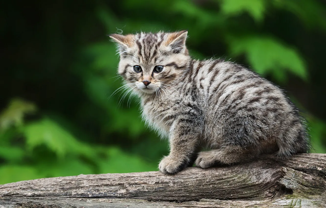 Фото обои взгляд, котенок, дикий лесной кот