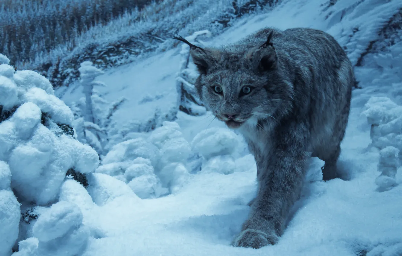 Фото обои кот, снежный, дикий