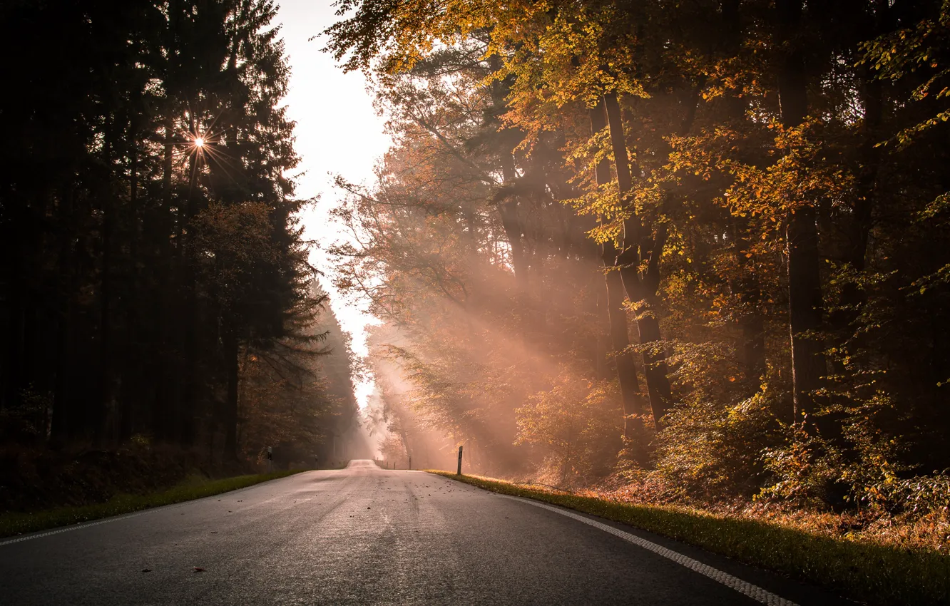 Фото обои дорога, лес, свет