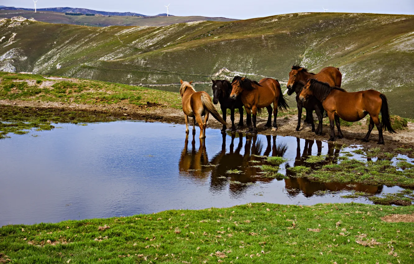 Фото обои горы, отражение, берег, кони, лошади, водопой, водоем, стадо