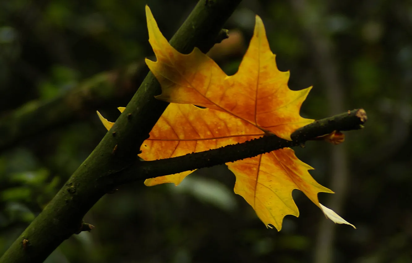 Фото обои лист, autumn, symbol