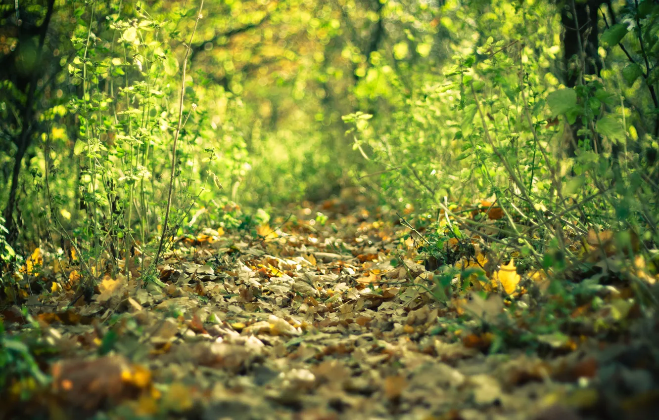 Фото обои осень, лес, листья, Тропа