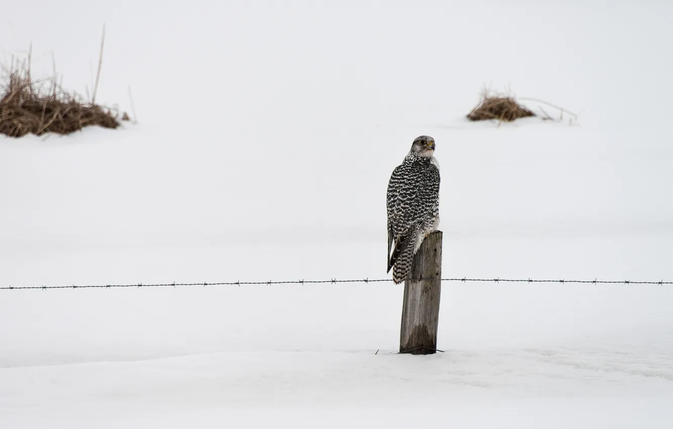 Фото обои зима, птица, забор, falcon