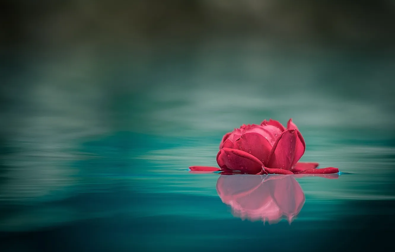 Фото обои вода, макро, отражение, роза, бутон