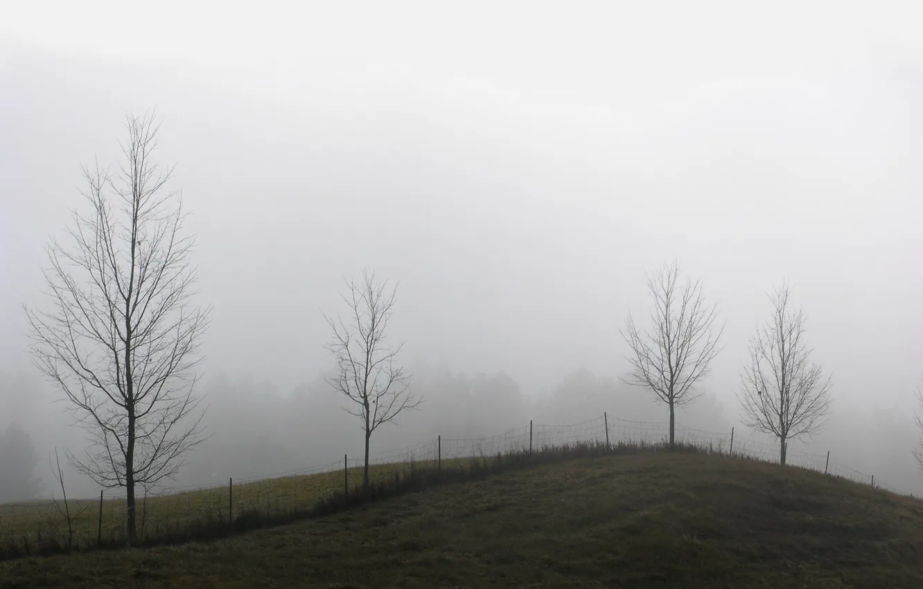 Фото обои туман, забор, Деревья, холм